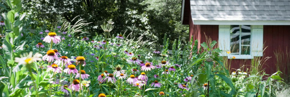 Pollinator Garden Landscape Design for Minneapolis