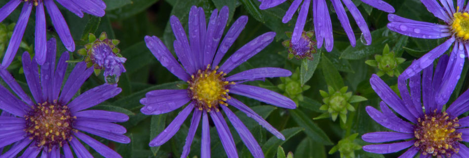 Michaelmas Daisy - Fall Landscaping Ideas in Minneapolis