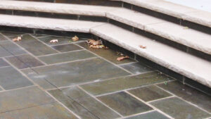 Landscaping Minneapolis