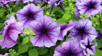 Minnesota Landscape Design